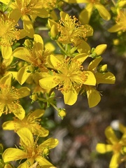 Hypericum tenuifolium