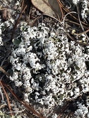 Cladonia prostrata
