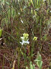 Platanthera blephariglottis blephariglottis