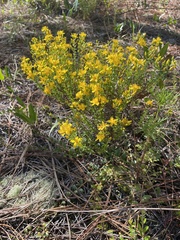 Hypericum tenuifolium