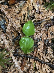 Neottia cordata