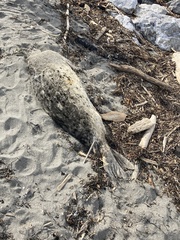 Phoca vitulina richardii