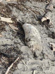 Phoca vitulina richardii