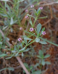 Phyla nodiflora