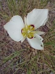 Calochortus nuttallii