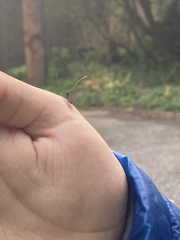 Adela septentrionella