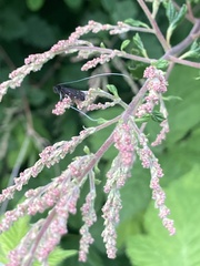 Adela septentrionella