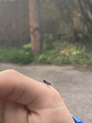 Adela septentrionella