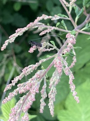 Adela septentrionella