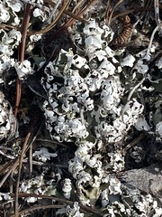 Cladonia prostrata