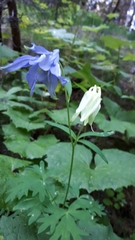 Aquilegia alpina