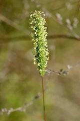 Phleum phleoides