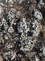 Cladonia prostrata
