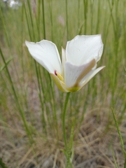 Calochortus nuttallii