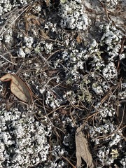 Cladonia prostrata