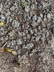 Cladonia prostrata