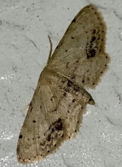 Idaea dimidiata