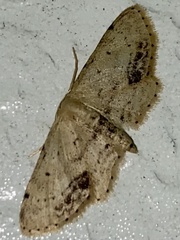Idaea dimidiata