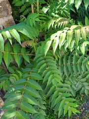 Ailanthus altissima