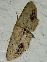 Idaea dimidiata