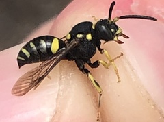 Nomada rodecki