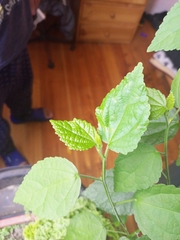 Pavonia sepium