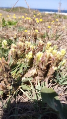 Castilleja ambigua