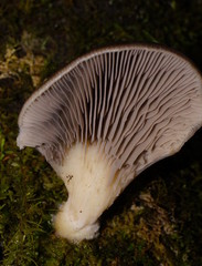 Pleurotus purpureo-olivaceus
