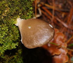 Pleurotus purpureo-olivaceus