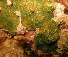 Cycloseris explanulata