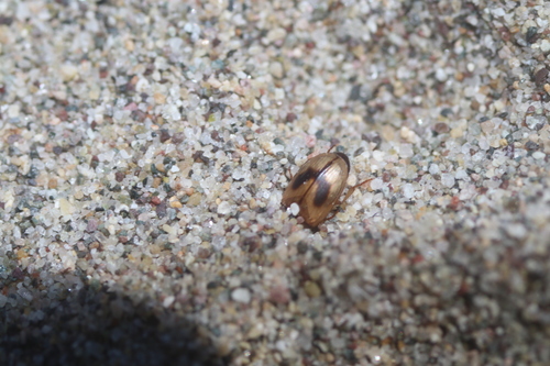 Phaleria championi
