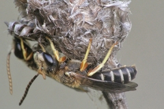 Halictus simplex