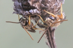 Halictus simplex