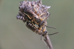 Halictus simplex