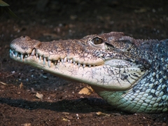 Cuban Crocodile photo 4