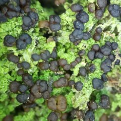 Scoliciosporum sarothamni