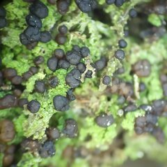 Scoliciosporum sarothamni