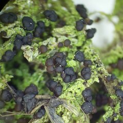 Scoliciosporum sarothamni