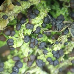 Scoliciosporum sarothamni