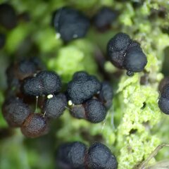 Scoliciosporum sarothamni