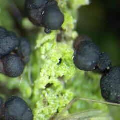 Scoliciosporum sarothamni
