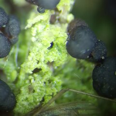 Scoliciosporum sarothamni