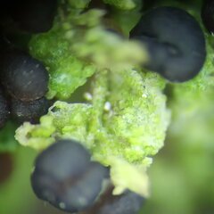 Scoliciosporum sarothamni