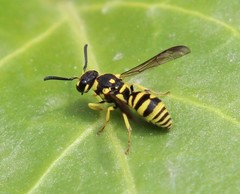 Stenodynerus cochisensis