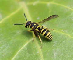 Stenodynerus cochisensis