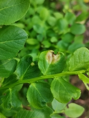 Exobasidium arescens