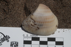 Noetia