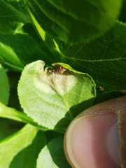 Exobasidium arescens