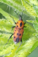 Rhodobaenus quinquepunctatus
