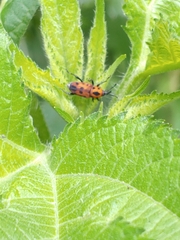 Rhodobaenus quinquepunctatus